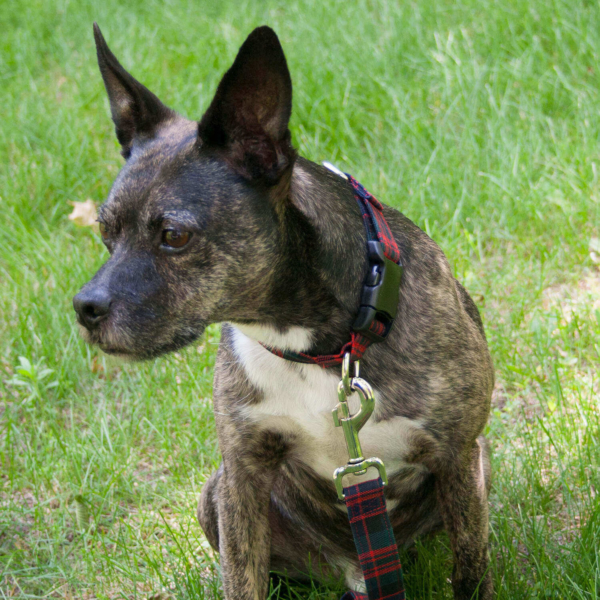 Homespun 1-Inch Tartan Dog Collar and Leash Set