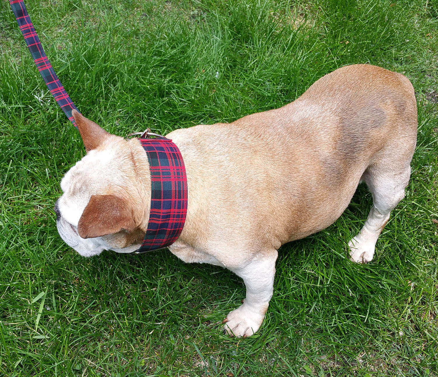Medium Weight Premium Wool 2-Inch Tartan Dog Collar and Leash Set