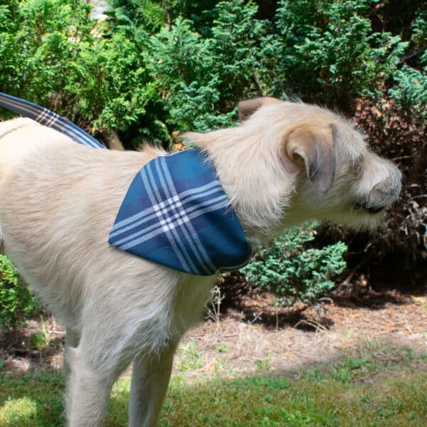 The dog, proudly wearing the Tartan Dog Bandana made of 11oz lightweight premium wool, stands on the grass with green bushes in the background.