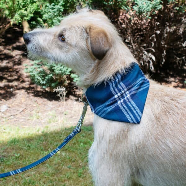 A light-furred dog wears a Tartan Dog Bandana made from 11oz lightweight premium wool, along with a matching blue leash, as it stands on grass in front of shrubs.