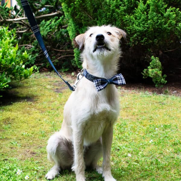 A scruffy dog wearing a Tartan Dog Bow Tie made of 11oz lightweight premium wool and a matching tartan dog collar sits on a grassy lawn, attached to a leash. Shrubs and trees are in the background.