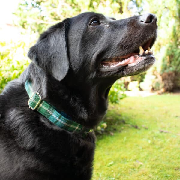 In a garden, a Black Labrador with a Tartan Dog Collar crafted from premium 11oz lightweight wool looks upward while seated on the grass.