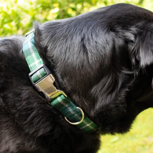 Close-up of a black dog wearing the Tartan Dog Collar made from 11oz lightweight premium wool, facing away.