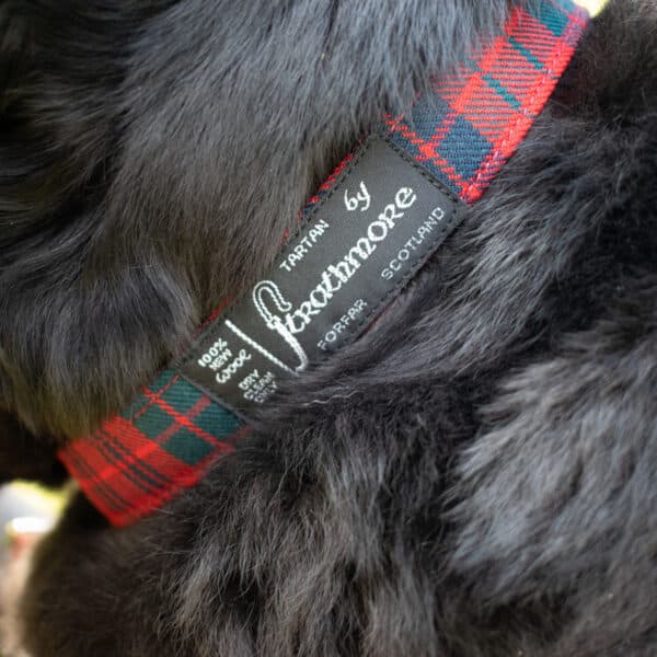 Close-up of a dog's fur adorned with a Tartan Dog Collar, featuring a red and green plaid tag labeled "Tartan by Foximore, Forfar, Scotland." Crafted from 11oz lightweight premium wool, this collar ensures it's both stylish and authentic.