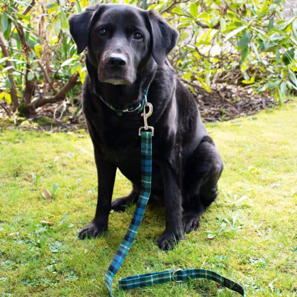 A black dog sits gracefully on the grass, sporting a Tartan Dog Collar and Leash Set crafted from 11oz lightweight premium wool.