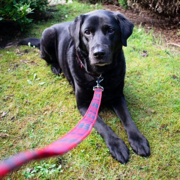 A Black Labrador relaxes on the grass, adorned with a collar connected to the "Tartan Dog Leash - 11oz Light Weight Premium Wool," featuring a red tartan design.