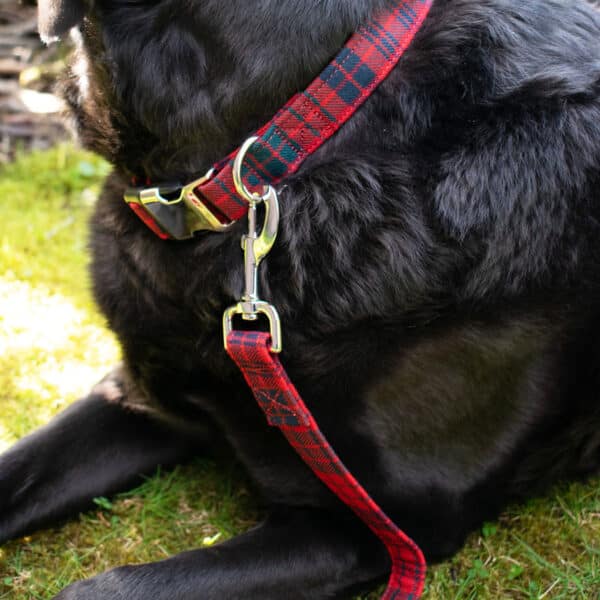 A black-coated dog is sitting on the grass, adorned with a red and green plaid collar and a matching Tartan Dog Leash - 11oz Light Weight Premium Wool.