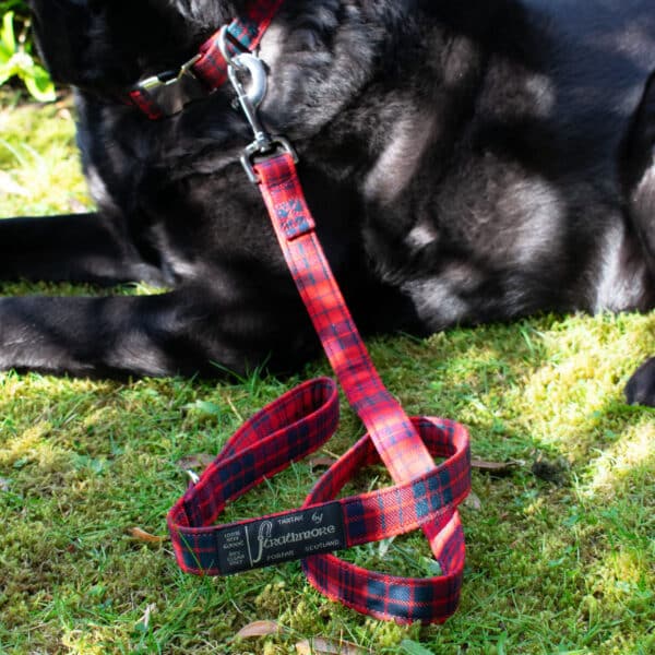 Close-up of a black dog lying on grass, adorned with the Tartan Dog Leash made of 11oz lightweight premium wool.