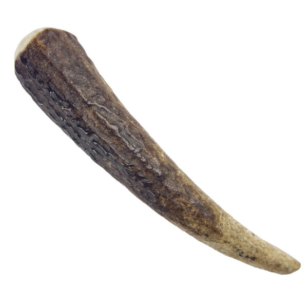A large Antler Point Kilt Pin on a white background.