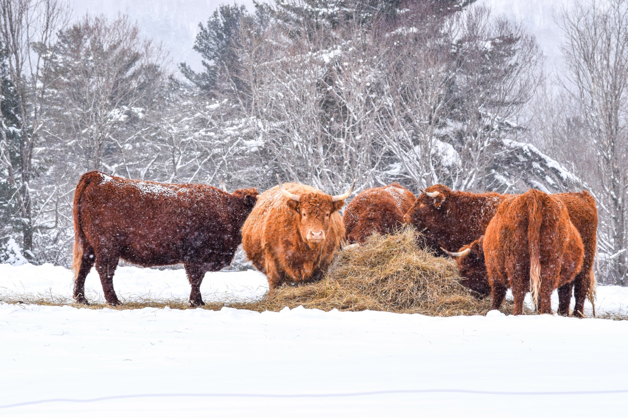 More Than Just Cute: All About the Highland Coo Kilts-n-Stuff.com