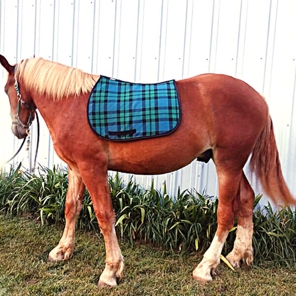 A brown horse wearing an English Style Saddle Pad - Heavy Weight Premium Scottish Wool-NLA, standing in front of a white wall.