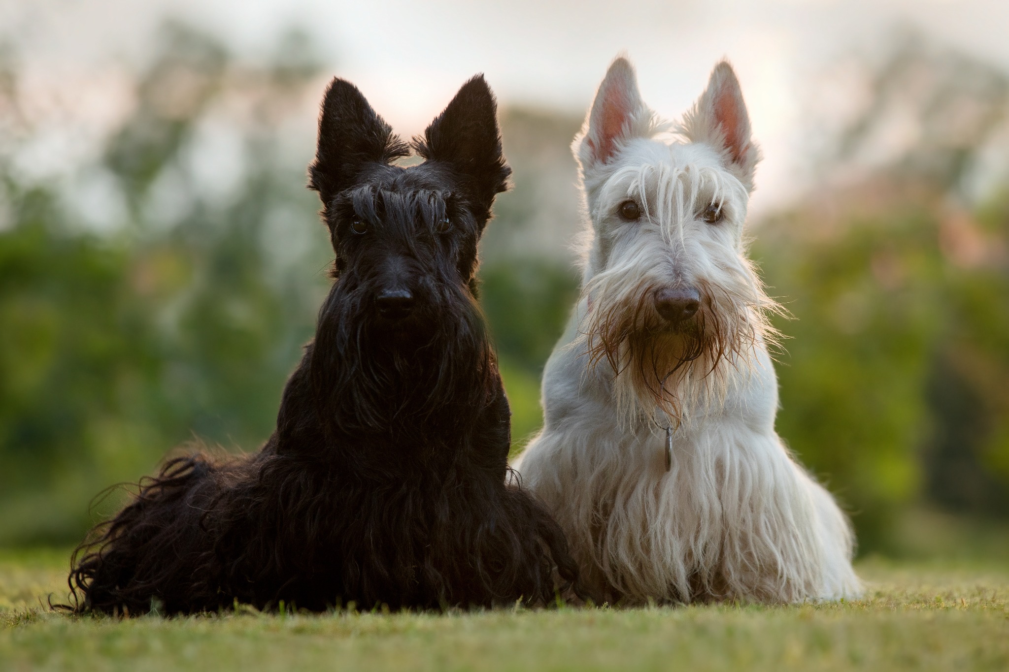 A Scotsman’s Best Friend: Scottish Dog Breeds
