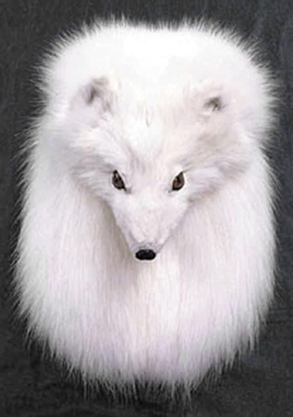 Arctic Fox Sporran